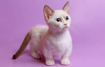 Cea mai mică felina din lume numele speciei, fotografiile lor