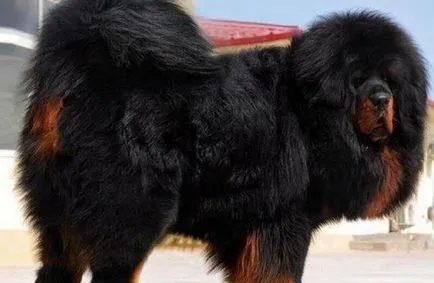 Cel mai scump caine din lume (50 poze) tibetan Mastiff, o rasa veche a ceea ce, cât de mult, ce fel de