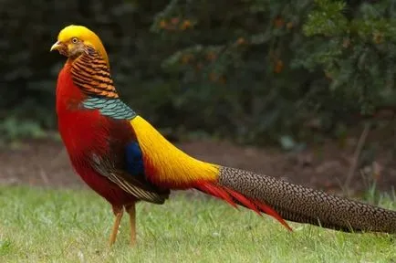 Cele mai strălucitoare și mai pozitive punctele de vedere ale păsărilor de curte mondială, pozitive și știri interesante (luminoase) Cele mai strălucitoare și mai pozitive punctele de vedere ale păsărilor de curte mondială, pozitive și știri interesante