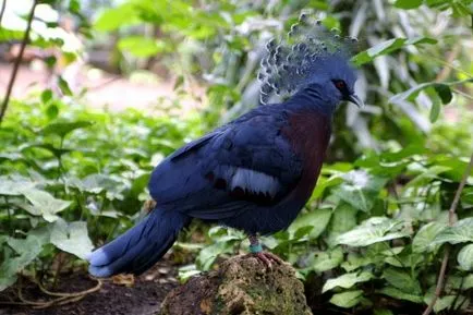 Cele mai strălucitoare și mai pozitive punctele de vedere ale păsărilor de curte mondială, știri pozitive și interesante (păsări pozitive) Cele mai strălucitoare și mai pozitive punctele de vedere ale păsărilor de curte mondială, pozitive și știri interesante
