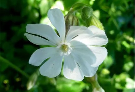 Rasa cea mai scumpă de fotografii de câine, cel mai scump câine din imaginea lumii, cel mai scump câine rase de pui (scump) Rasa cea mai scumpă de fotografii de câine, cel mai scump câine din imaginea lumii, cel mai scump caine rasa catei