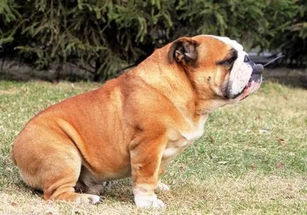 Rasa cea mai scumpă de fotografii de câine, cel mai scump câine din imaginea lumii, cel mai scump câine rase de câini (căței) Rasa cea mai scumpă de fotografii de câine, cel mai scump câine din imaginea lumii, cel mai scump caine rasa catei