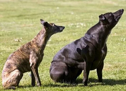 Cel mai musculos câine - fauna sălbatică