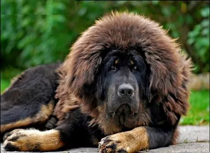 Cel mai scump caine din lume (50 poze) tibetan Mastiff, o rasa veche a ceea ce, cât de mult, ce fel de