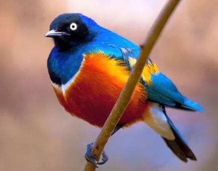 Cele mai strălucitoare și mai pozitive punctele de vedere ale păsărilor de curte mondială, pozitive și știri interesante (pozitiv) Cele mai strălucitoare și mai pozitive punctele de vedere ale păsărilor de curte mondială, pozitive și știri interesante
