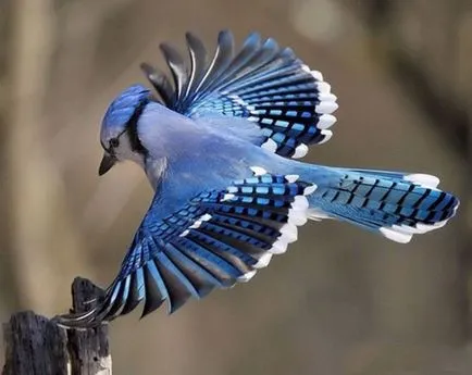 Cele mai strălucitoare și mai pozitive punctele de vedere ale păsărilor de curte mondială, știri pozitive și interesante (grădina zoologică pozitiv) Cele mai strălucitoare și mai pozitive punctele de vedere ale păsărilor de curte mondială, pozitive și știri interesante