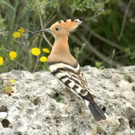 Cele mai strălucitoare și mai pozitive punctele de vedere ale păsărilor de curte mondială, știri pozitive și interesante (grădina zoologică pozitiv) Cele mai strălucitoare și mai pozitive punctele de vedere ale păsărilor de curte mondială, pozitive și știri interesante