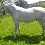 de culoare gri pestriț calului (podmastok), calul meu (gri) Pestriț de culoare gri a calului (podmastok), caii mei
