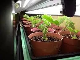 Secretele reproducerea corectă a geranium (Geranium) Secretele reproducerea corectă a unui mușcată