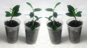 Secretele de îngrijire parfumat Gardenia transplant acasă, probleme, boli și mai mult