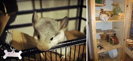 cușcă DIY pentru chinchilla cu mâinile lui