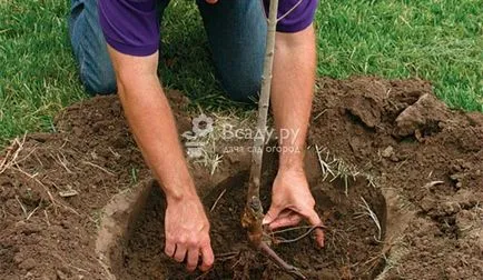 Suntem de plantare un drept măr (înainte de a planta un măr) Suntem de plantare un drept măr