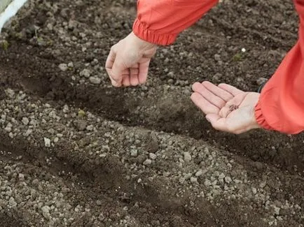 Secretele de gradinari cu experiență pe ridichi în creștere în teren deschis