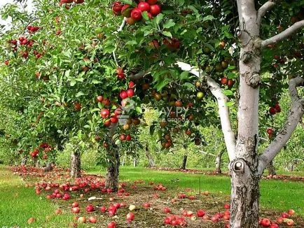 Suntem de plantare un drept măr (funingine) Suntem de plantare un drept măr