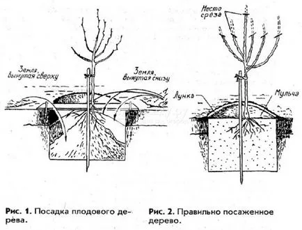 Suntem de plantare un drept măr (funingine) Suntem de plantare un drept măr