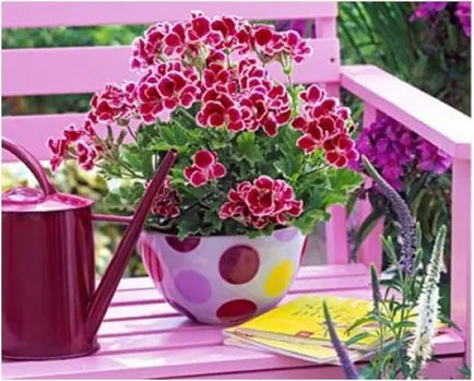 Secretele reproducerea corectă a geranium (reproducere) Secretele reproducerea corectă a unui mușcată