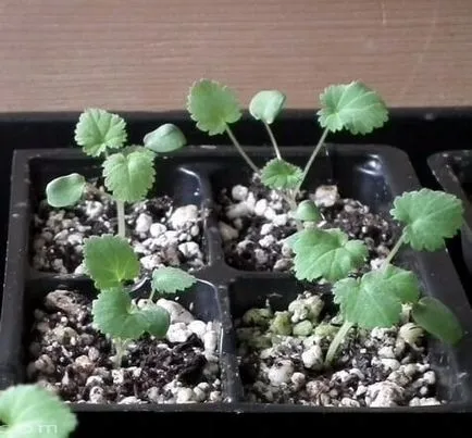 Secretele reproducerea corectă a geranium (soluri foaie SOD) Secretele reproducerea corectă a unui mușcată