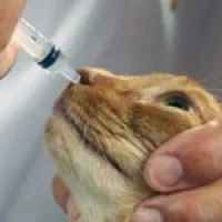 Cum pentru a curăța și elimina cuticula în casă (condiții) Cum pentru a curăța și elimina cuticulele la domiciliu