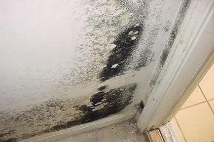 Cum de a elimina mucegai pe pereți în apartament pentru totdeauna