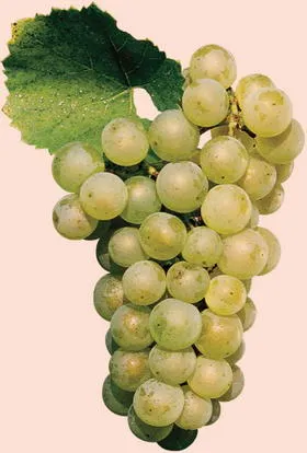 Chardonnay (chardonnay)