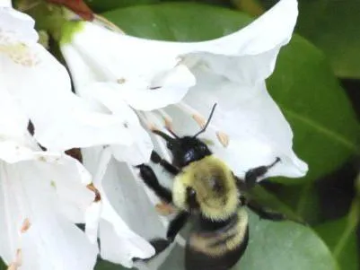 Schimbările sezoniere în natura vara, toamna, iarna și primăvara
