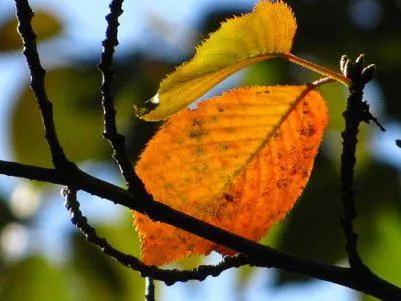 Schimbările sezoniere în natura vara, toamna, iarna și primăvara