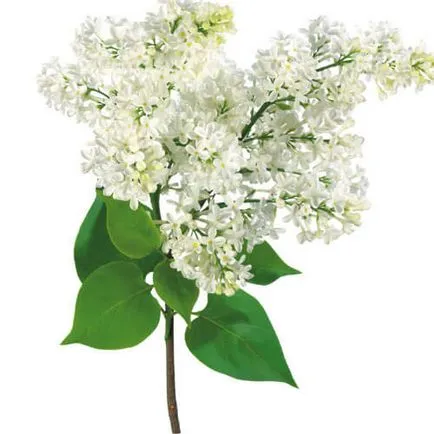 plantare Liliac alb și îngrijire (alb) plantare alb liliachiu și îngrijire