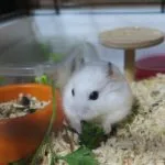 Câte ore de somn hamsteri dzhungariki