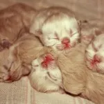 Cât durează o sarcina la pisici, nașteri feline