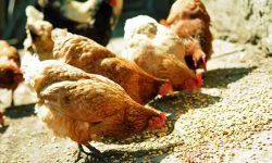 Cât de mult ai nevoie pentru a alimenta găini ouătoare găină pe zi, pe zi