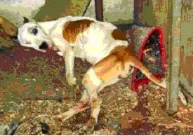 Câte zile un câine poate trăi fără hrană și apă 1