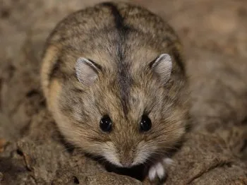 Cât de mulți merg hamsteri gravide, cum să găsească și să identifice în sarcina Jungar și Sirian (go) Cât de mulți merg hamsteri gravide, cum să găsească și să identifice în sarcina Jungar și sirian