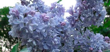 Lilac - plantarea și îngrijirea lilacs în câmp deschis (plantarea de îngrijire.) Lilac - plantarea și îngrijirea lilacs în câmp deschis