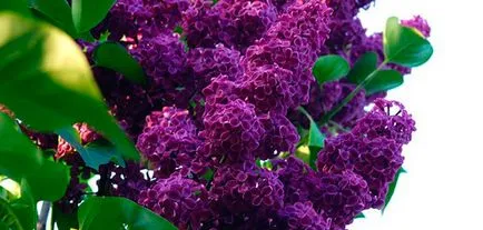 Lilac - plantarea și îngrijirea lilacs în teren deschis (aterizare) Lilac - plantarea și îngrijirea lilacs în câmp deschis