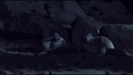 Câte ore de somn hamsteri dzhungariki