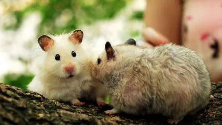 Cât de mulți merg hamsteri gravide, cum să găsească și să identifice în sarcina Jungar și Siriene (hamsteri) Cât de mulți merg hamsteri gravide, cum să găsească și să identifice în sarcina Jungar și sirian