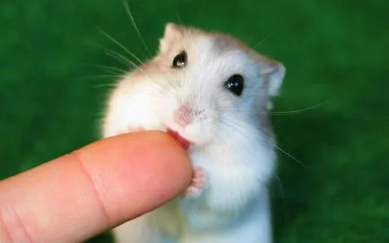 Cât de mulți merg hamsteri gravide, cum să găsească și să identifice în sarcina Jungar și sirian (cât de mult) Cât de mulți merg hamsteri gravide, cum să găsească și să identifice în sarcina Jungar și sirian