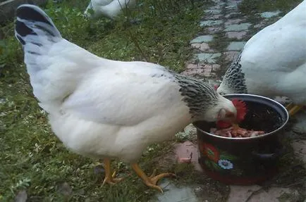 Câte și ce mănâncă pui de găină ouătoare pe zi (găină ouătoare) Câte și ce mănâncă pui de găină ouătoare pe zi