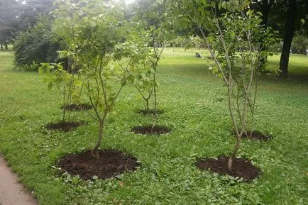 Lilac (Imagine) plecarea și aterizare, cum de a alege materialul de plantare (foto) Lilac (Imagine) plecarea și aterizare, cum de a alege materialul de plantare