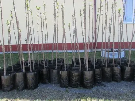 Lilac (Imagine) plecarea și aterizare, cum de a alege materialul de plantare (revista pentru femei) Lilac (Imagine) plecarea și aterizare, cum de a alege materialul de plantare