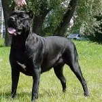 Dog cai Corsa (55 poze), care conținut într-o casă particulară, descriere rasa, pisica-spate, în trestia de zahăr
