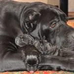 Dog cai Corsa (55 poze), care conținut într-o casă particulară, descriere rasa, pisica-spate, în trestia de zahăr