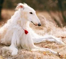 Rus câine Greyhound descriere rasă, fotografii, cățeluși preț comentarii