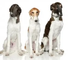 Rus câine Greyhound descriere rasă, fotografii, cățeluși preț comentarii