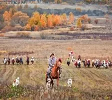 Rus câine Greyhound descriere rasă, fotografii, cățeluși preț comentarii