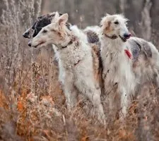 Rus câine Greyhound descriere rasă, fotografii, cățeluși preț comentarii