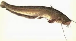 Catfish ceea ce mănâncă, unde trăiește și ce să prind (alimentat) Catfish ceea ce mănâncă, în cazul în care el trăiește și ce pentru a prinde