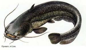Catfish ceea ce mănâncă, unde trăiește și ce să prind (alimentat) Catfish ceea ce mănâncă, în cazul în care el trăiește și ce pentru a prinde