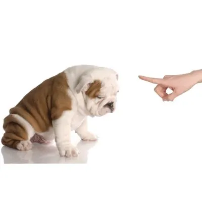 Câine boxer standard descrierea și caracteristicile rasei
