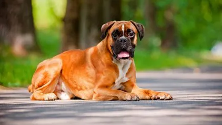 Câine boxer standard descrierea și caracteristicile rasei
